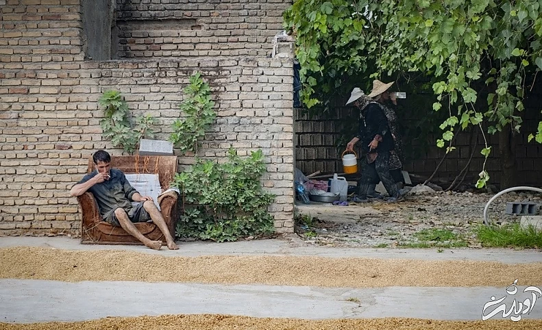 (تصاویر) برداشت برنج در مازندران